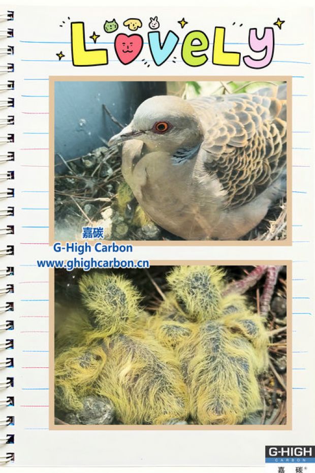 驚喜！嘉碳窗臺“孵化”生機