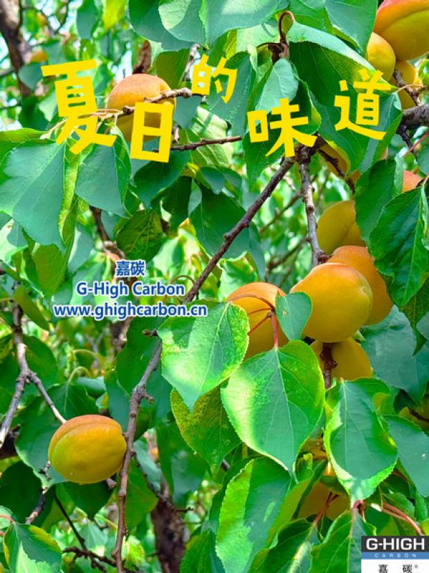 杏果滿枝時，窺見嘉碳環(huán)?！吧L力”